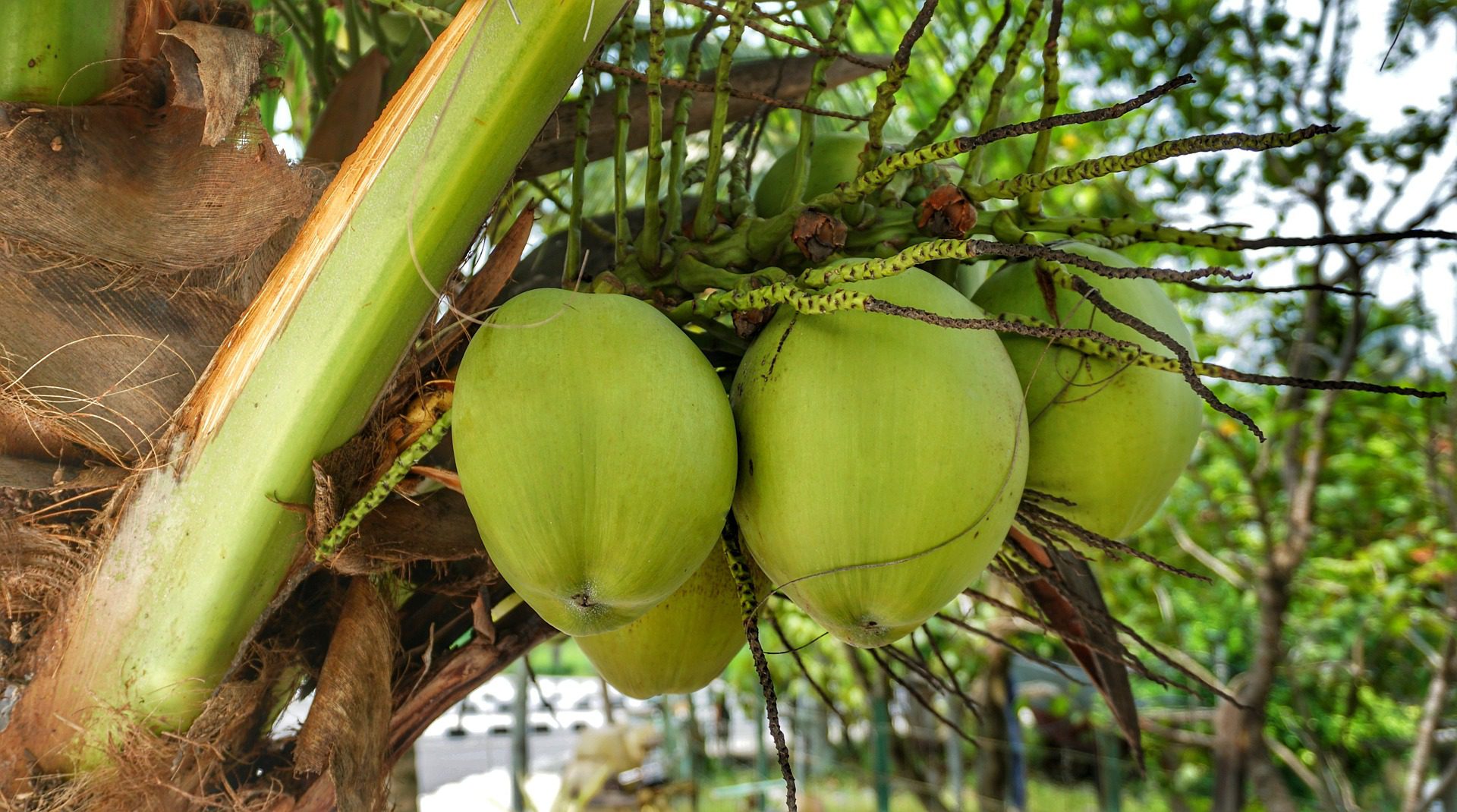 You are currently viewing Coconut Water: The Ultimate Natural Sports Drink